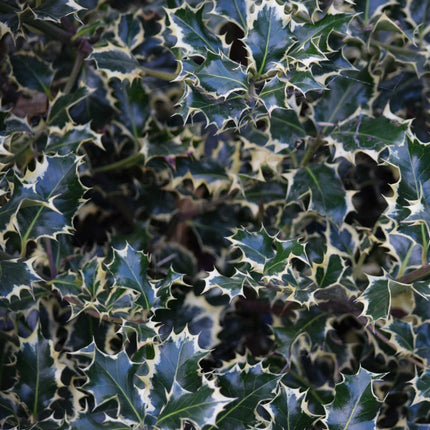 Holly 'Argenteo Marginata' | 10L Pot Ornamental Trees