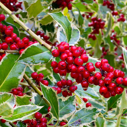 Holly 'Argenteo Marginata' | 10L Pot Ornamental Trees