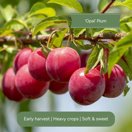 Award-Winning Cordon Fruit Tree Collection | Apple, Pear & Plum Fruit Trees