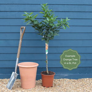 Blood Orange Tree | Citrus sinensis Trained Fruit Trees