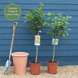 Orange and Lemon Trees | Perfect Partners Trained Fruit Trees