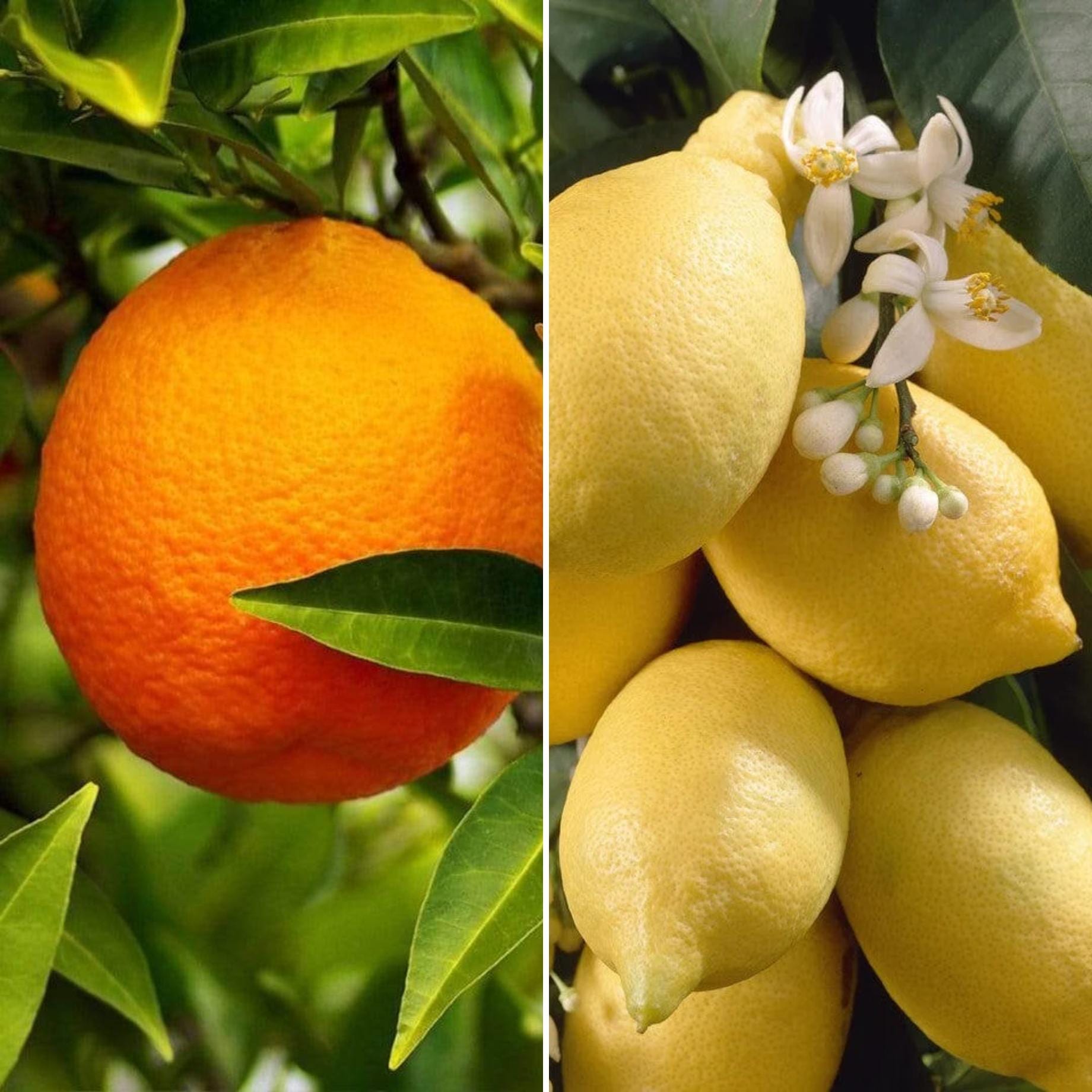 Orange and Lemon Trees | Perfect Partners