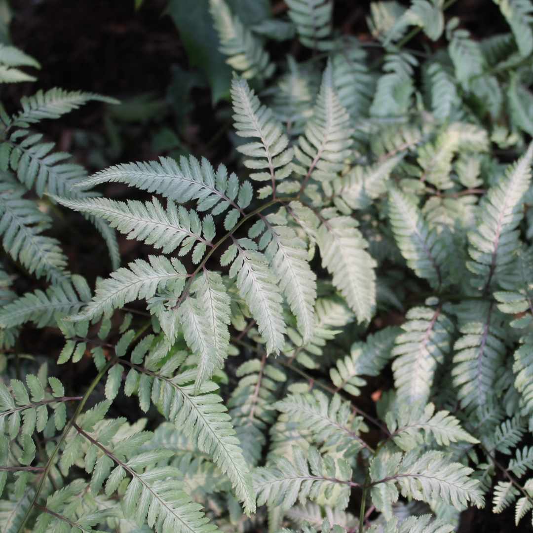 Painted Lady Fern | Athyrium Niponicum 'Pictum'