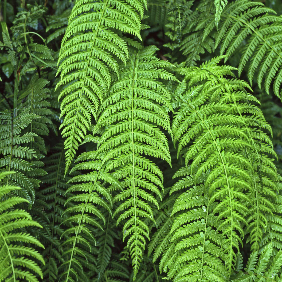 Alpine Wood Fern | Dryopteris Wallichiana 'Jurassic Gold' - Roots Plants