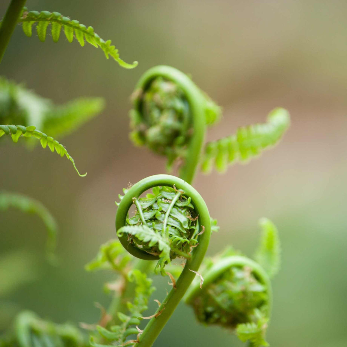 Japanese Lace fern | Polystichum polyblepharum – Roots Plants