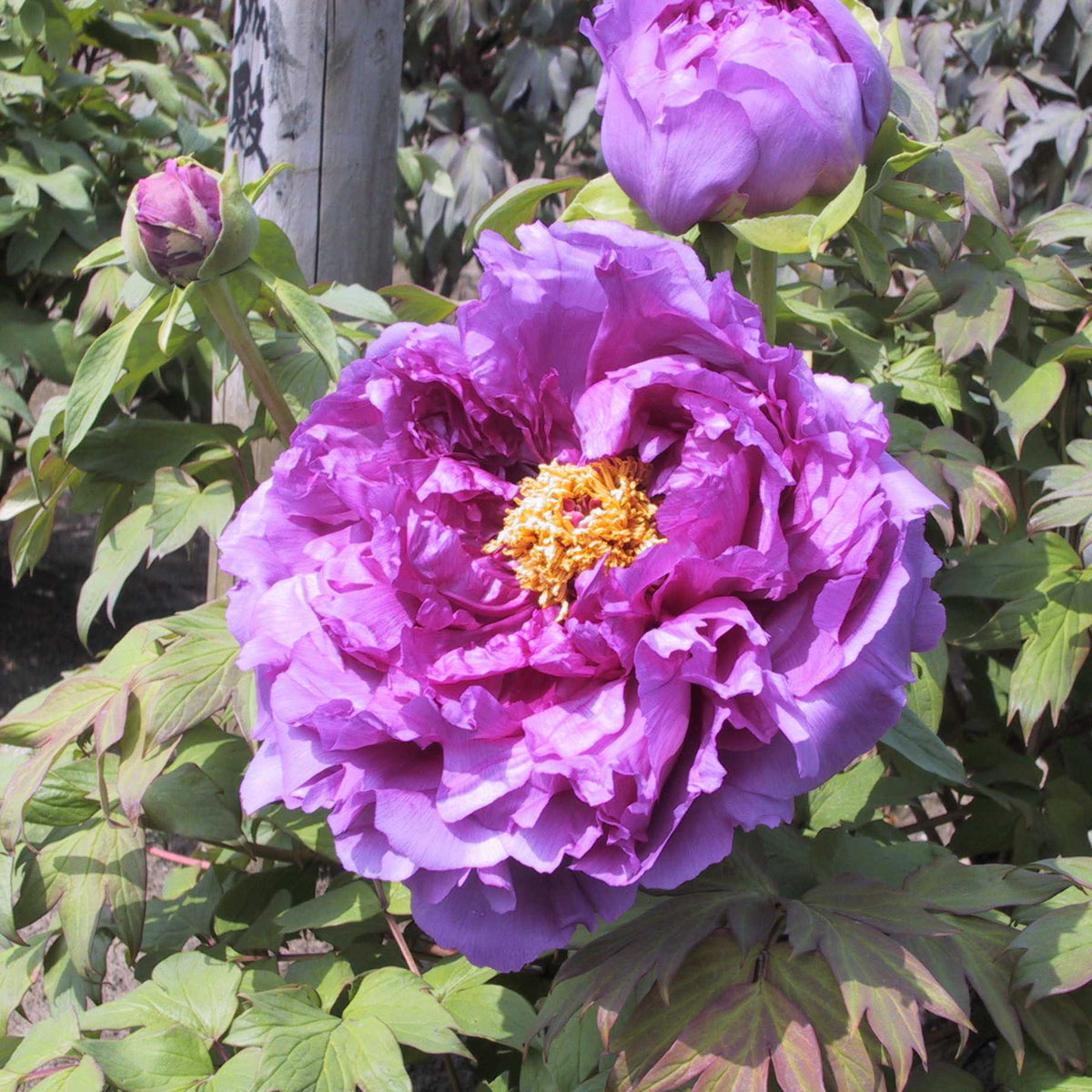 Tree Peony 'Ling Hua Zhan Lu' – Roots Plants