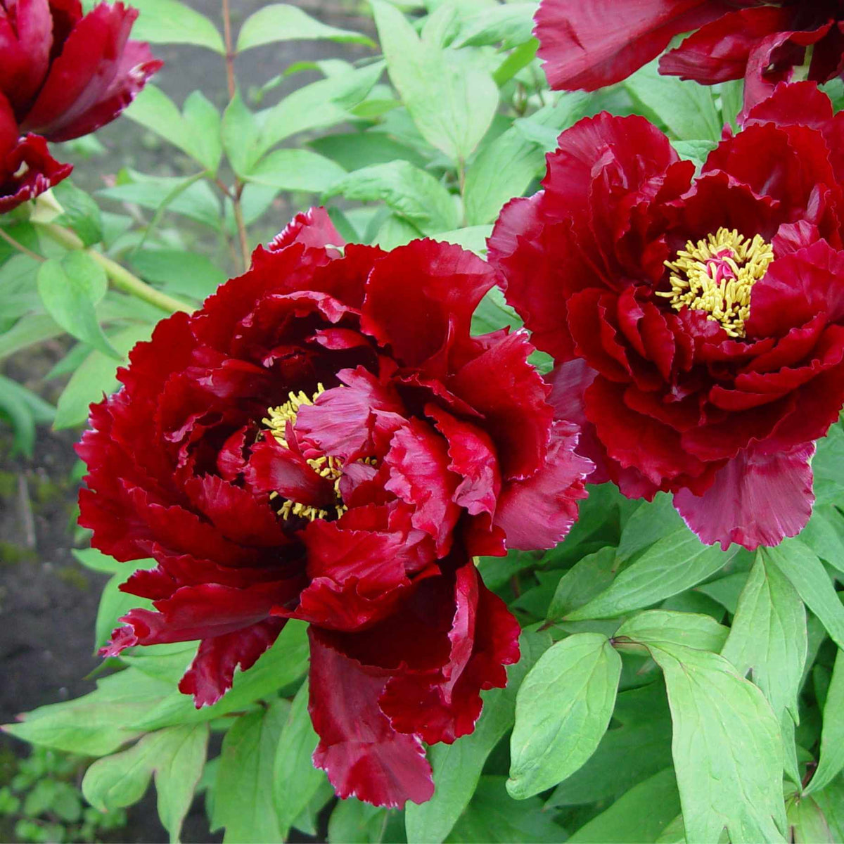 Tree Peony 'Wu Long Peng Sheng' – Roots Plants