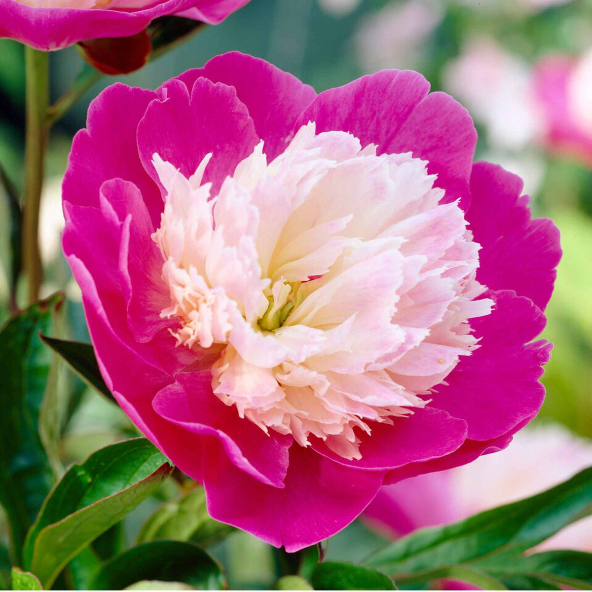 Peony 'Santa Fe' – Roots Plants