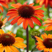 Echinacea 'SunSeekers Orange' Perennial Bedding