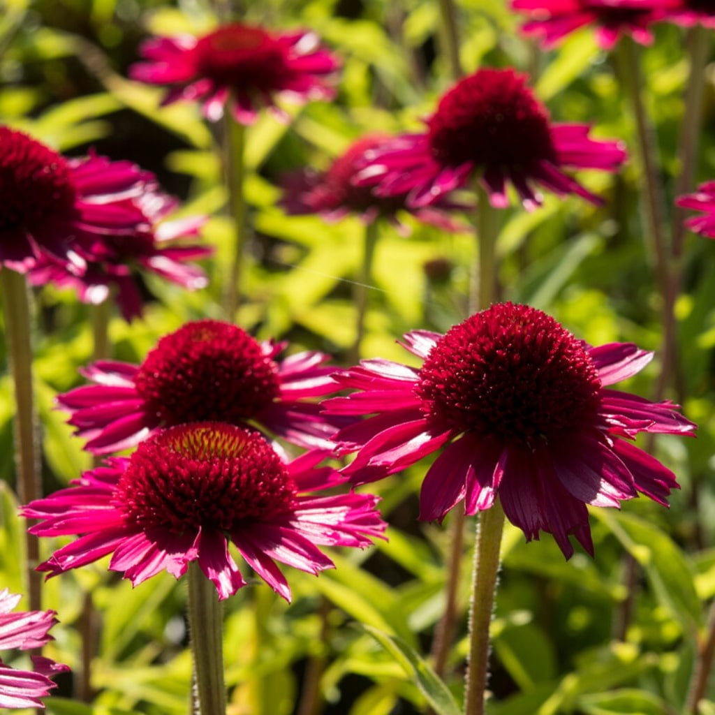 Echinacea 'Delicious Candy'