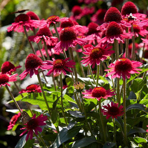 Echinacea 'Delicious Candy' Perennial Bedding