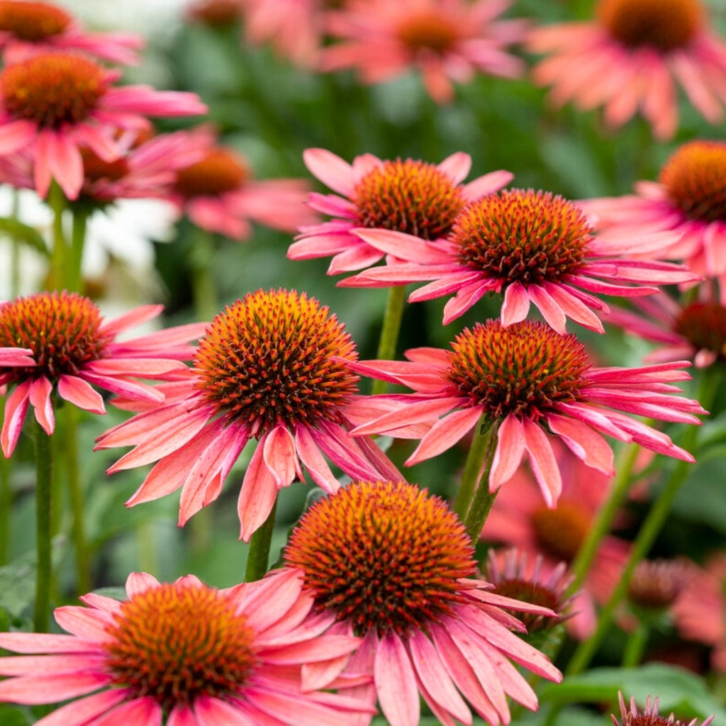 Echinacea 'Mooodz Satisfy' - Roots Plants