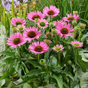 Echinacea 'SunSeekers Bubblelicious' Perennial Bedding