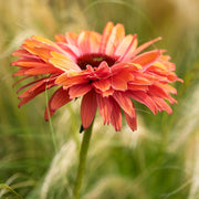 Echinacea 'SunSeekers Rainbow' Perennial Bedding