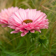 Echinacea 'SunSeekers Salmon' Perennial Bedding