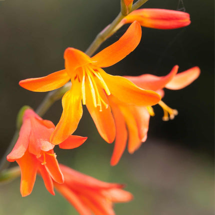 Crocosmia 'Firestars Firestarter' Perennial Bedding