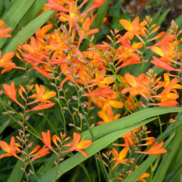 Crocosmia 'Firestars Scorchio' Perennial Bedding