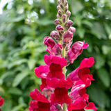 Antirrhinum 'Sonnet Crimson' Perennial Bedding