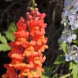 Antirrhinum 'Sonnet Orange Scarlet' Perennial Bedding