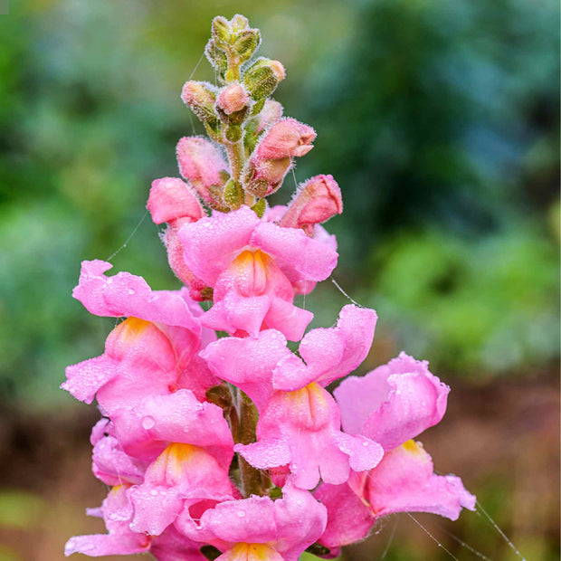 Antirrhinum 'Sonnet Rose' Perennial Bedding