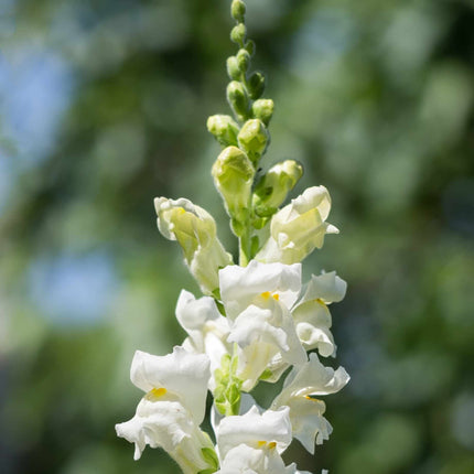 Antirrhinum 'Sonnet White' Perennial Bedding