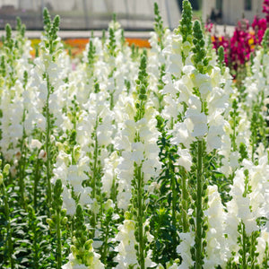 Antirrhinum 'Sonnet White' Perennial Bedding