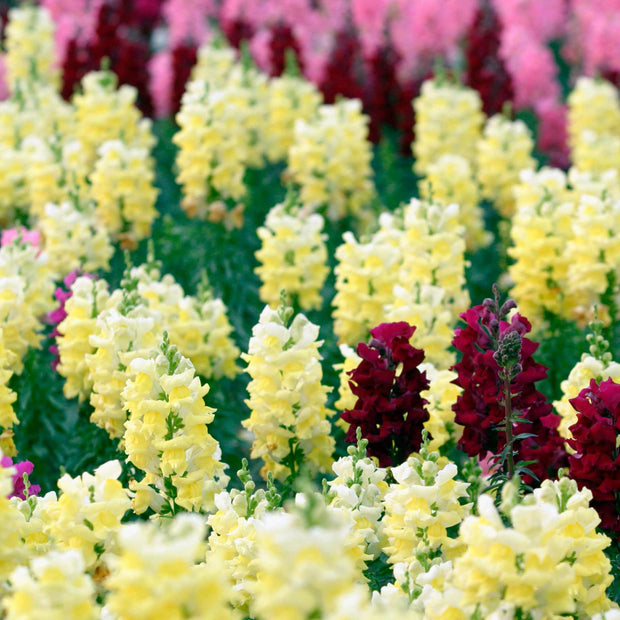 Antirrhinum 'Sonnet Yellow' Perennial Bedding