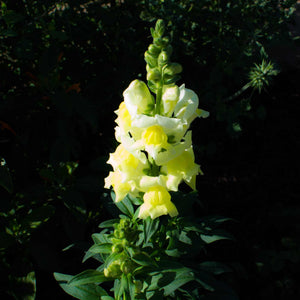 Antirrhinum 'Sonnet Yellow' Perennial Bedding