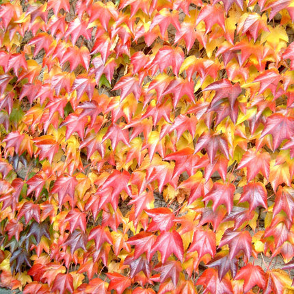 Boston Ivy | Parthenocissus tricuspidata 'Green Spring' Climbing Plants