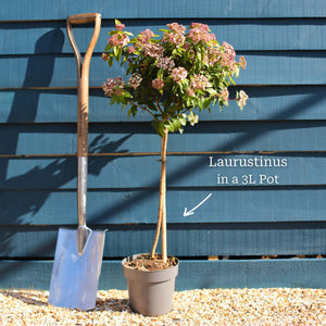 Patio Laurustinus Tree | Viburnum tinus Ornamental Trees