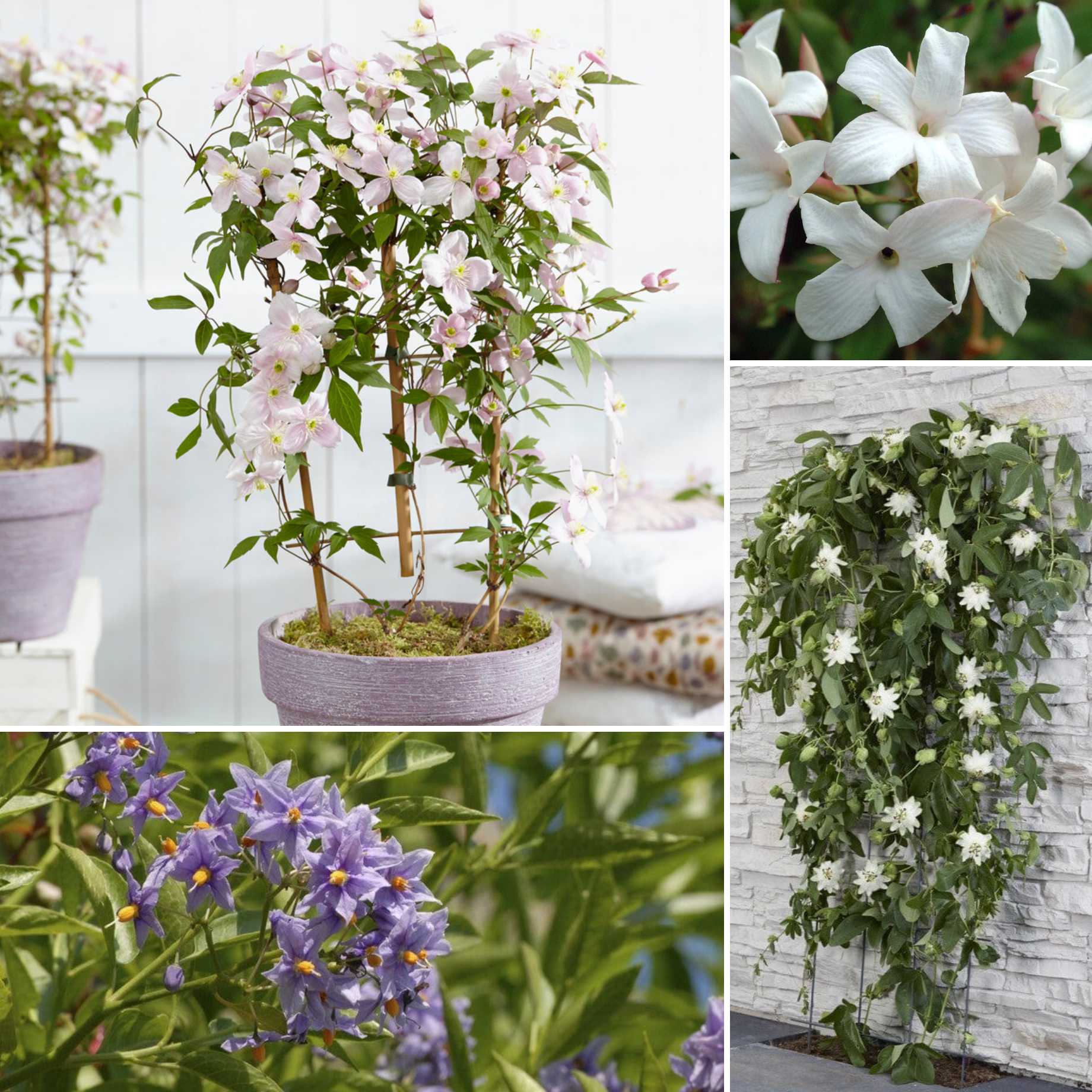 Patio Climbers Collection | Best Climbing Plants for Pots