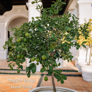 The Best Tree Gifts Trained Fruit Trees