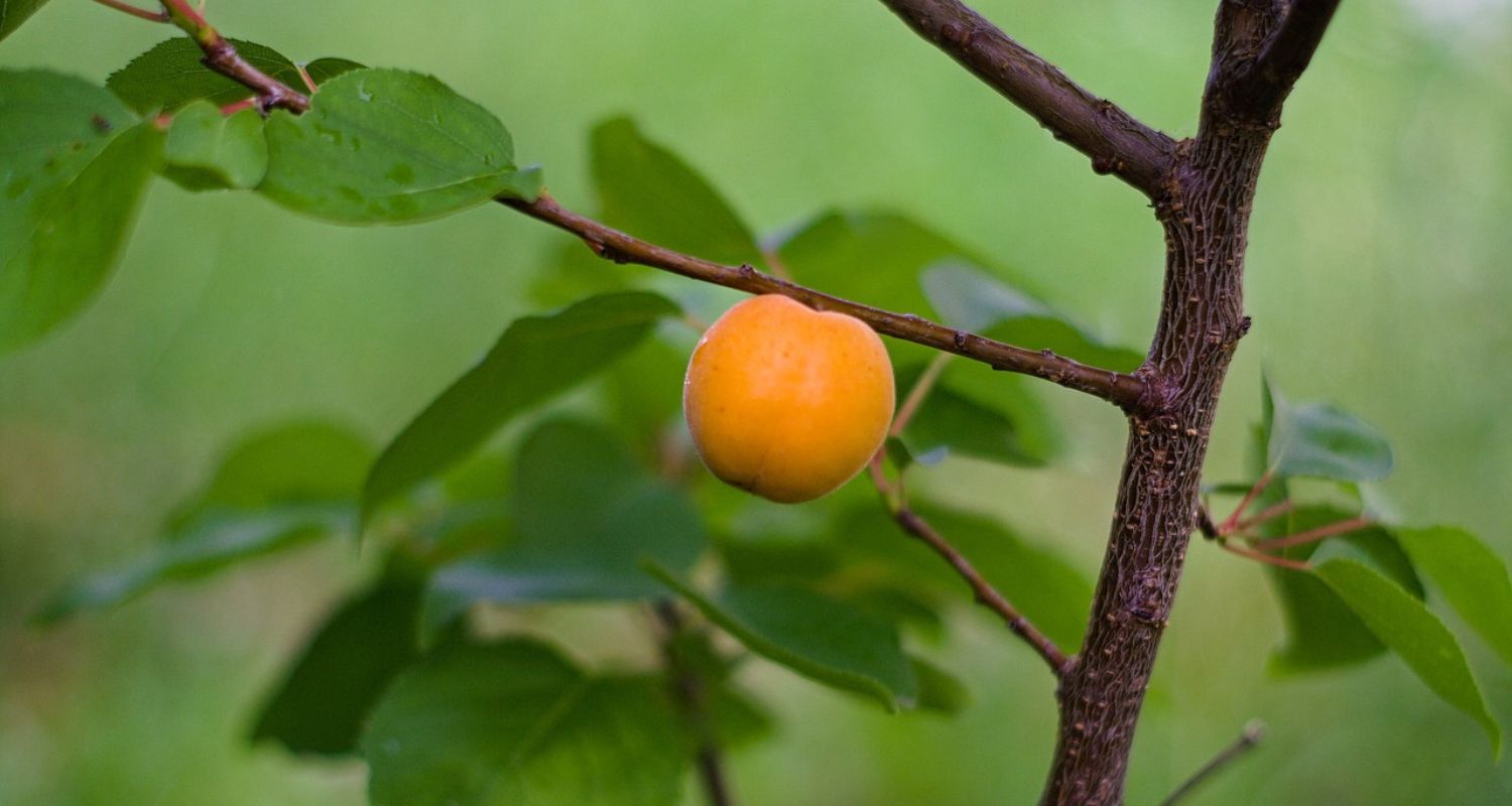 Peach Tree Leaf Curl: Treatments & Prevention