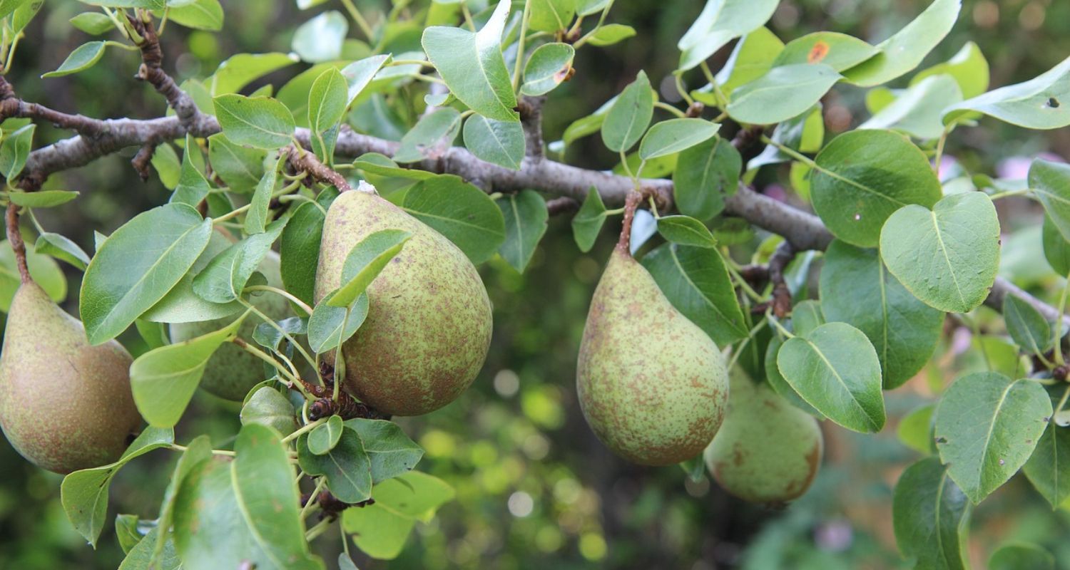 Pear Tree Diseases: Identification & Treatments