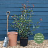 Photinia 'Red Robin' Shrubs