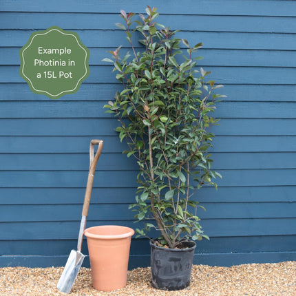 Photinia 'Red Robin' Shrubs