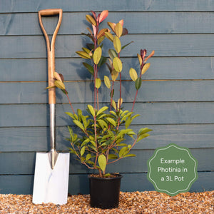 Photinia 'Red Robin' Shrubs