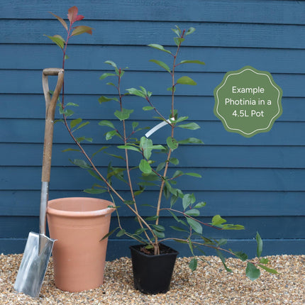 Photinia 'Red Robin' Shrubs