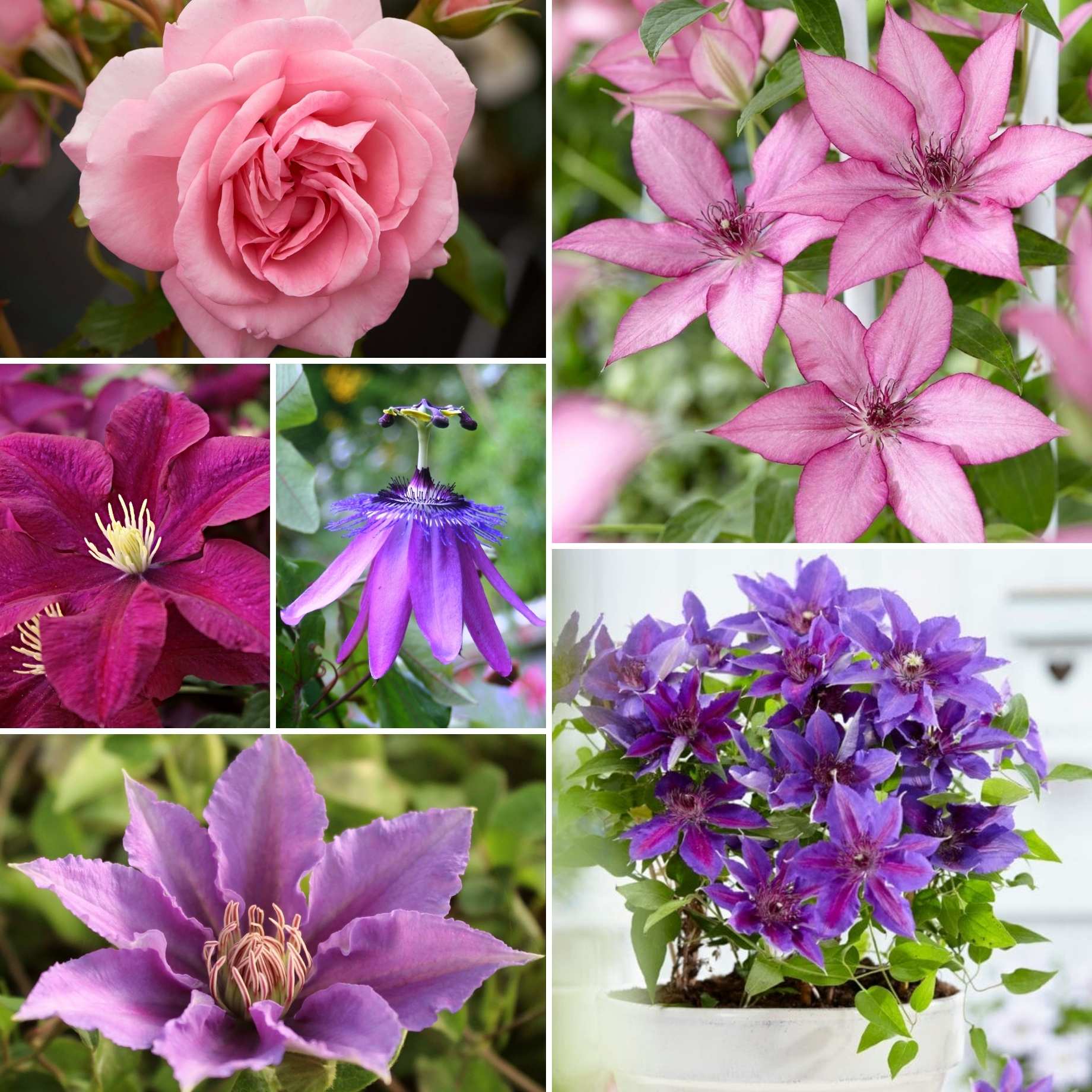 Pink & Purple Climbing Plants Collection