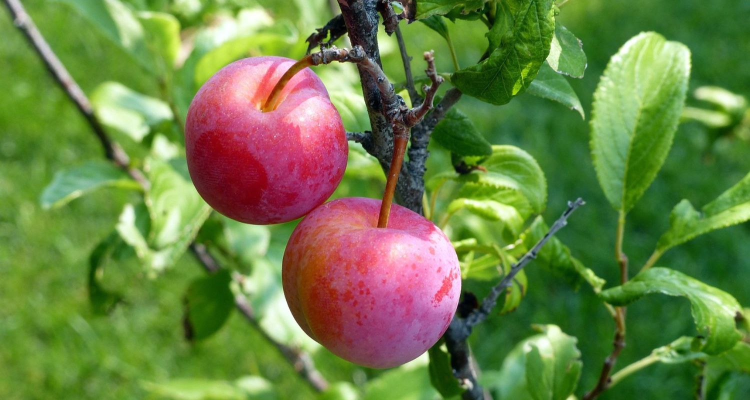 Plum Tree Diseases: Signs and Solutions