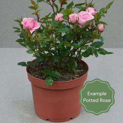 'Vanilla' Ground Cover Rose Shrubs