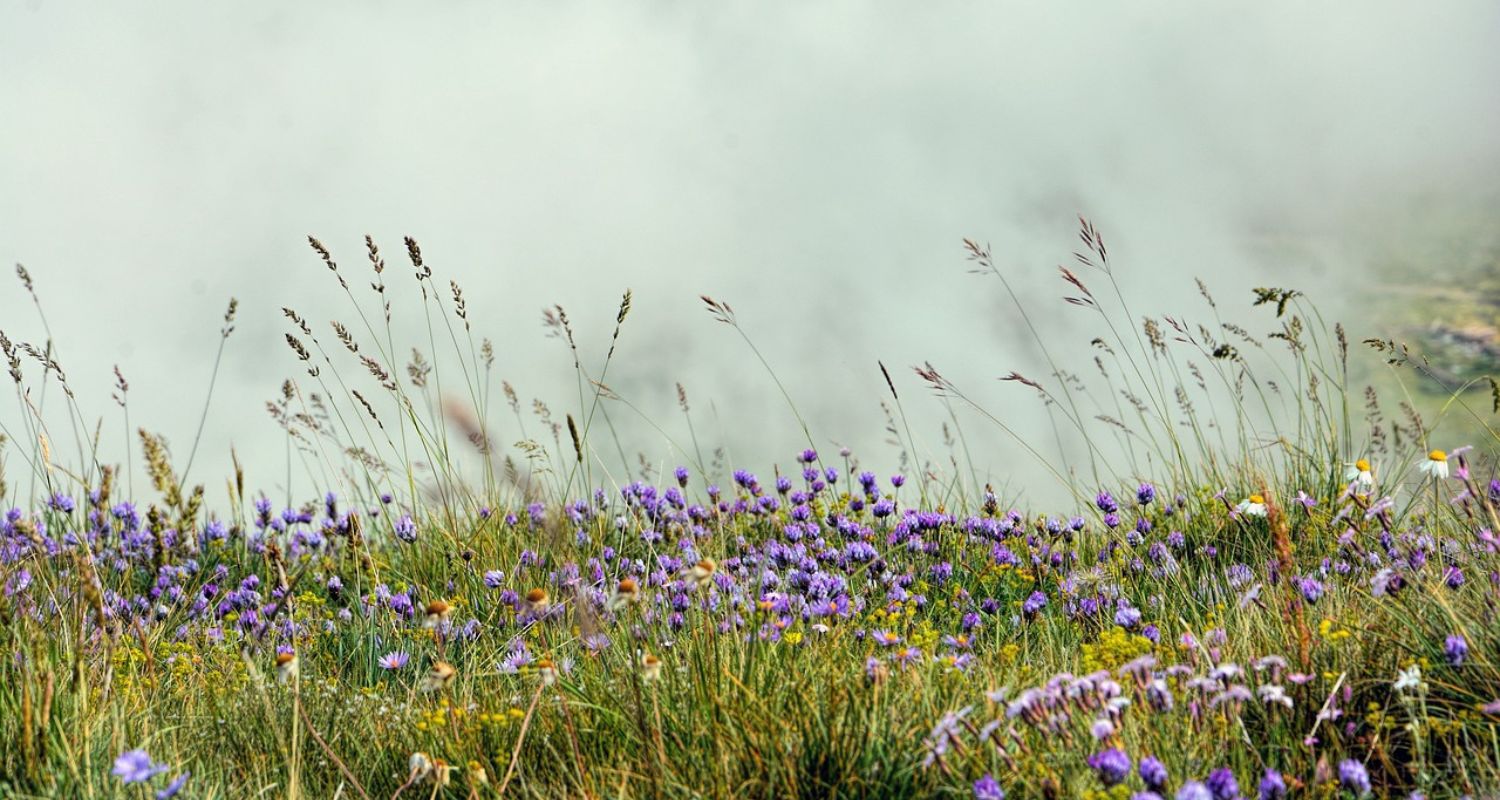 Prairie Gardens: Design & Planting Guide