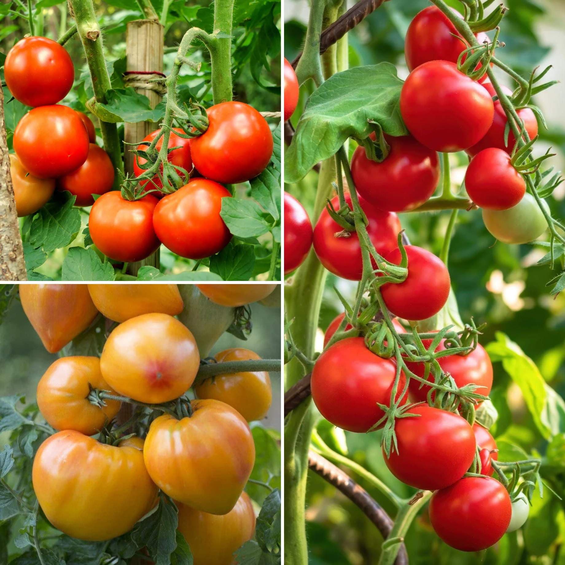 Proven Winners Tomato Plants Collection