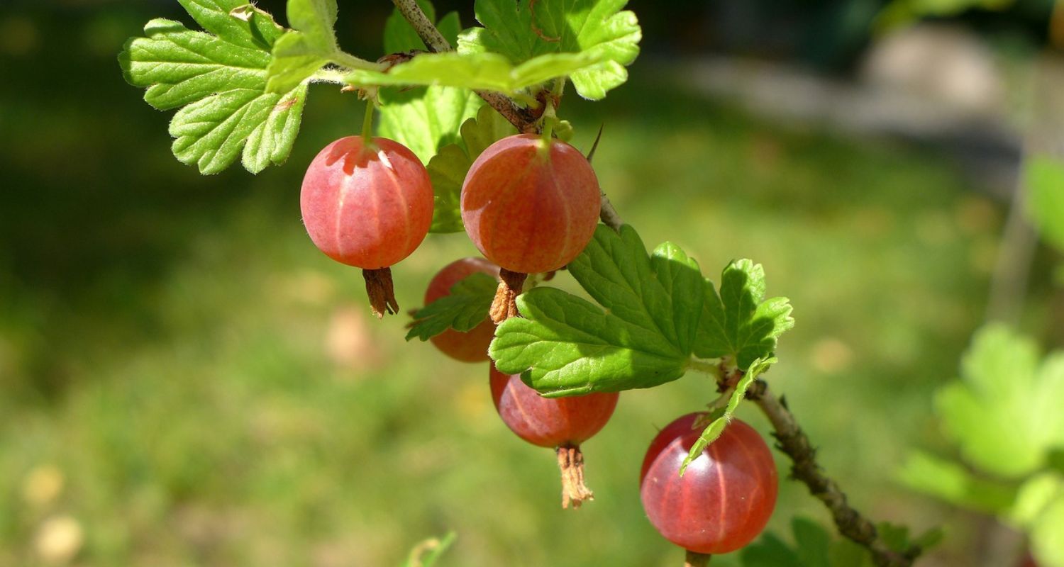 Pruning Gooseberries & Other Care Tips