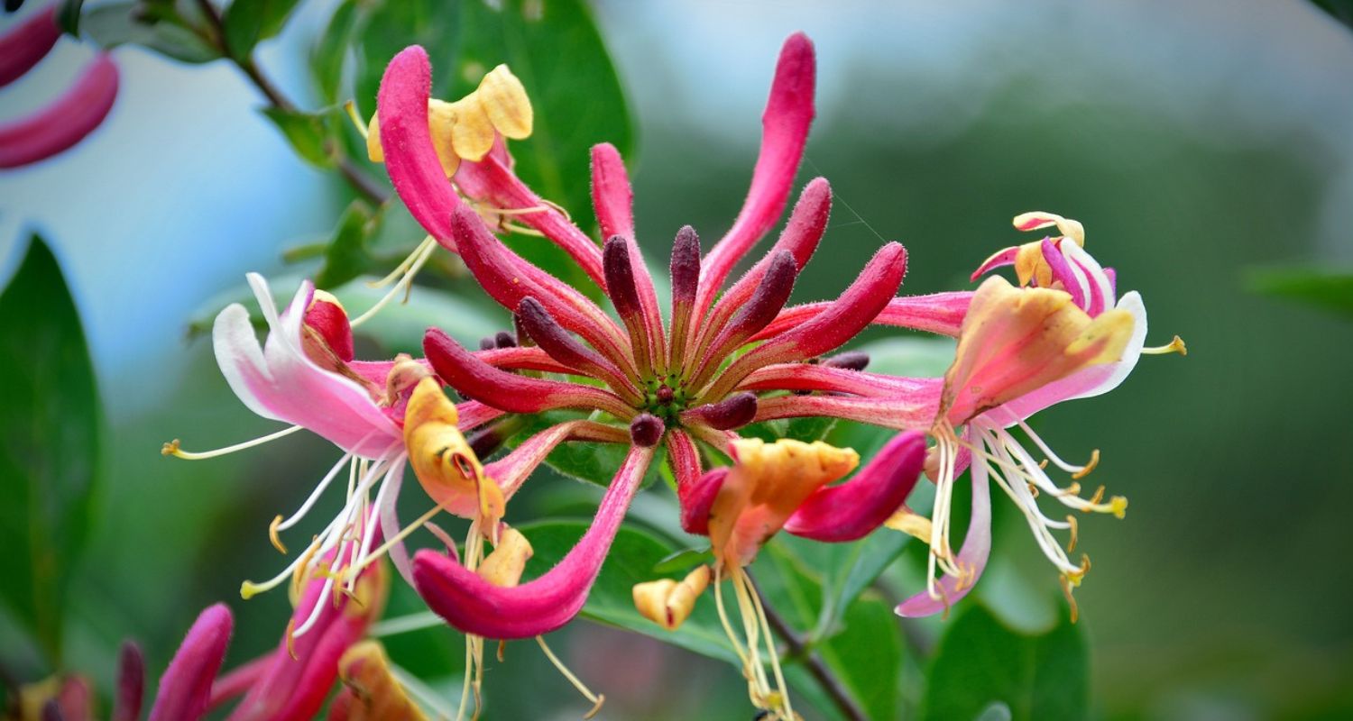 Pruning Honeysuckle: The Complete Guide