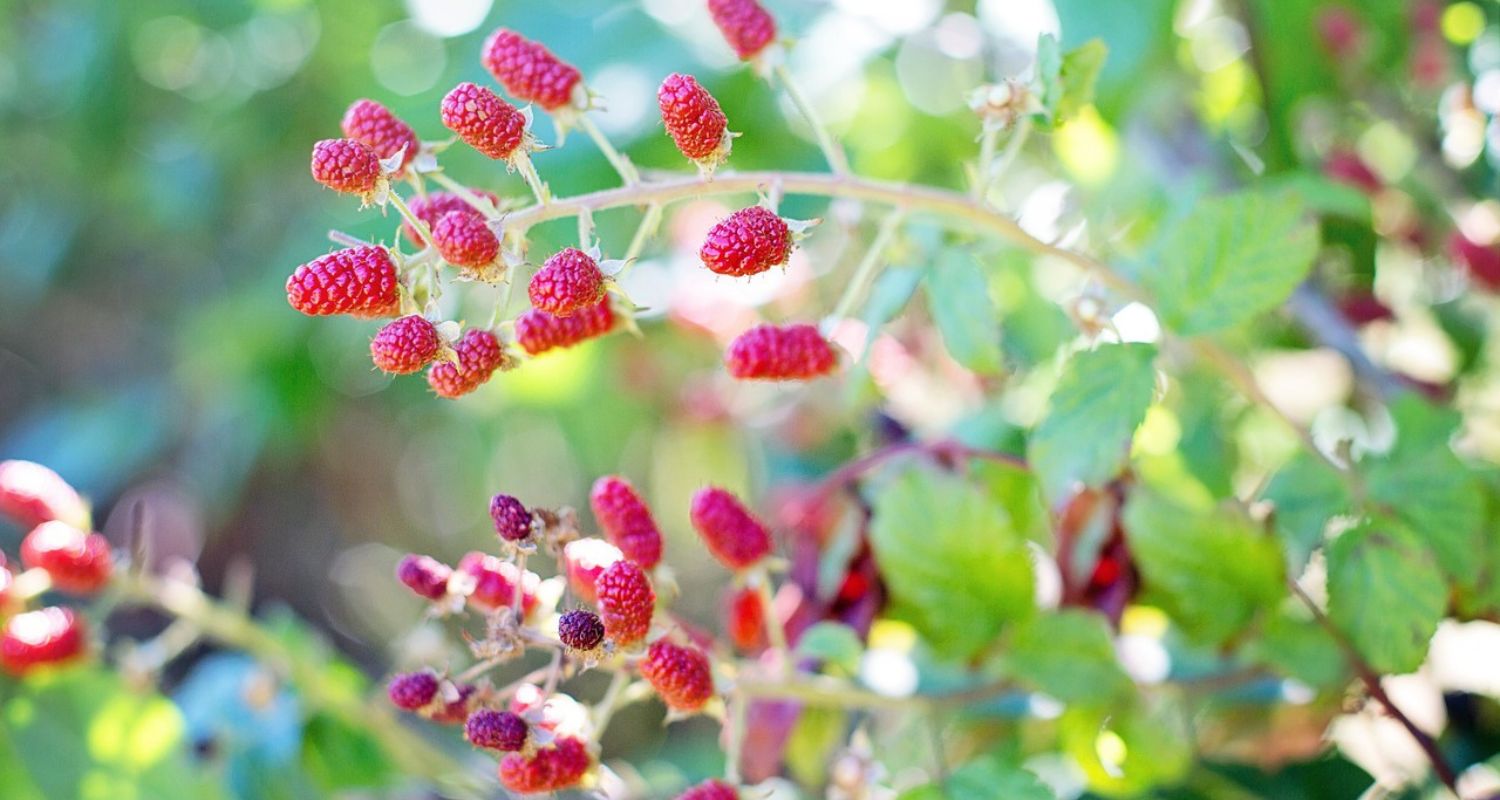 Pruning Raspberries: The Complete Guide