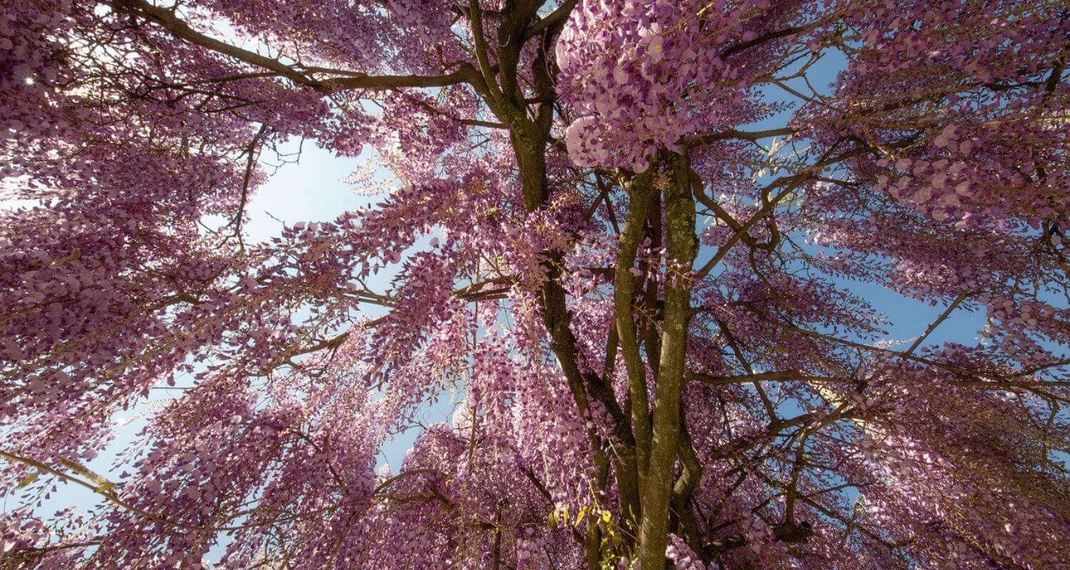 Pruning Wisteria: An Expert Guide