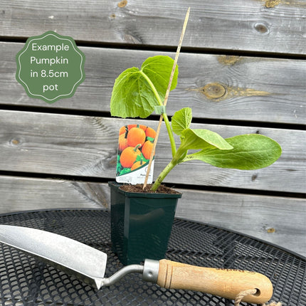 Pumpkin Jack O'Lantern Plant Vegetables