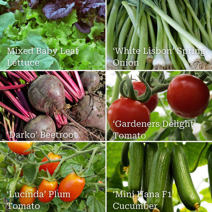 Quick Growing Salad Plant Collection Vegetables