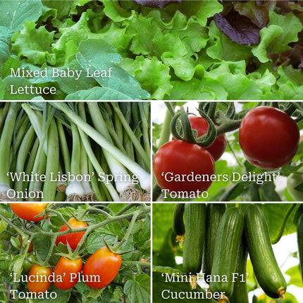 Quick Growing Salad Plant Collection Vegetables